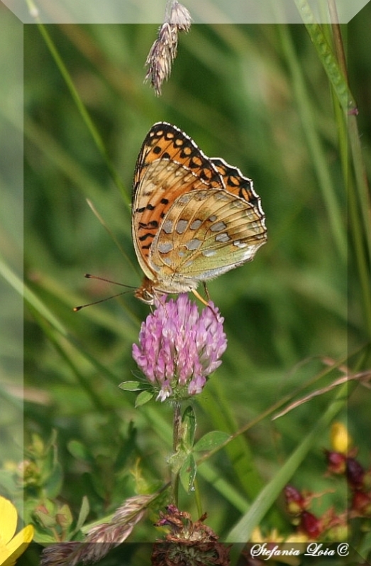 issoria lathonia - No, Argynnis (Mesoacidalia) aglaja